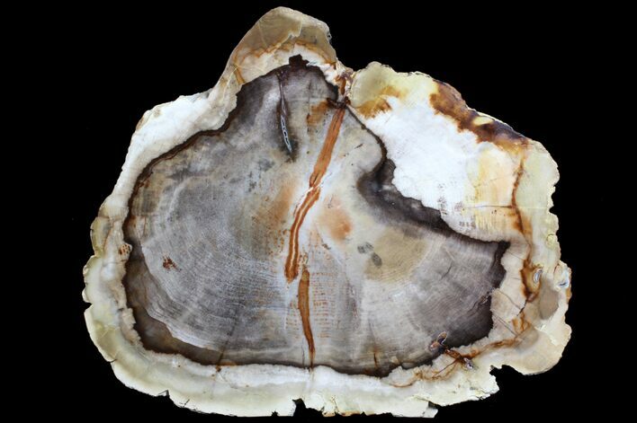 Petrified Wood (Cedar) End Cut - Vantage, Washington #78162